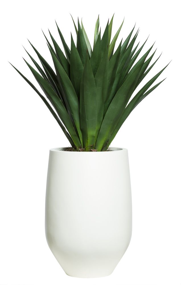 Agave with Pot at allmine.com