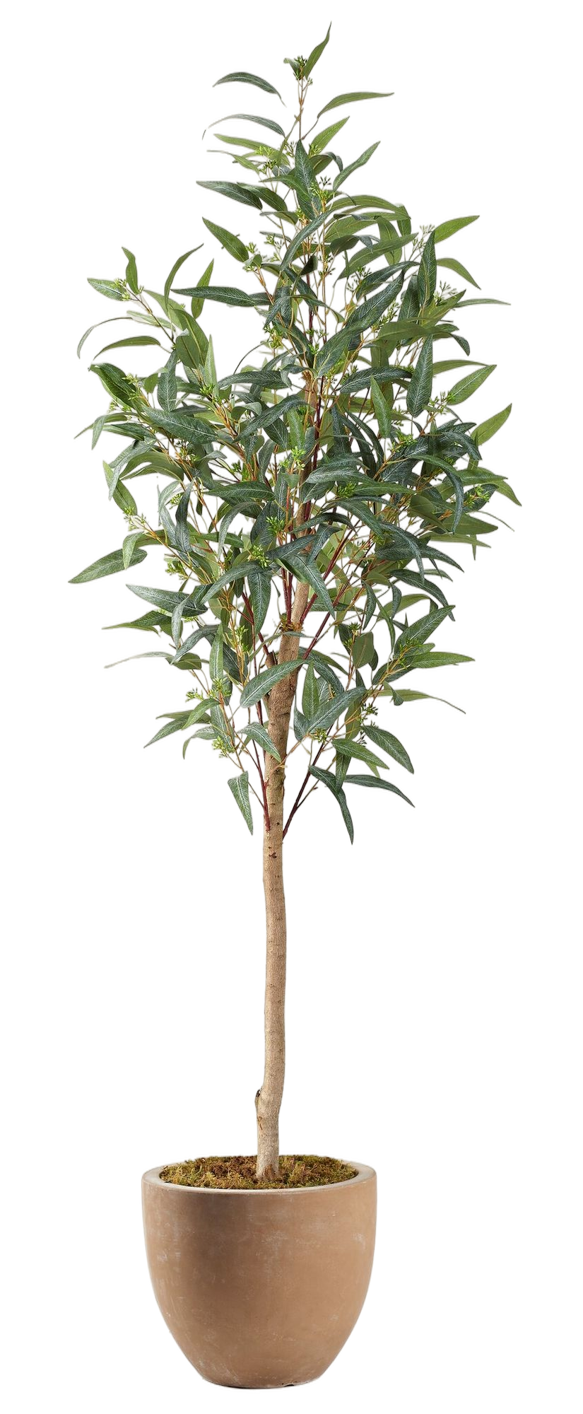 bonsai trees london Grow Buddha main image 1