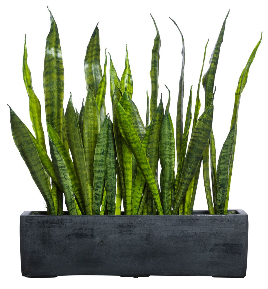 succulent euphorbia Real Live Succulent Cactus Plant : Euphorbia aeruginosa Schweick Miniature  Saguaro