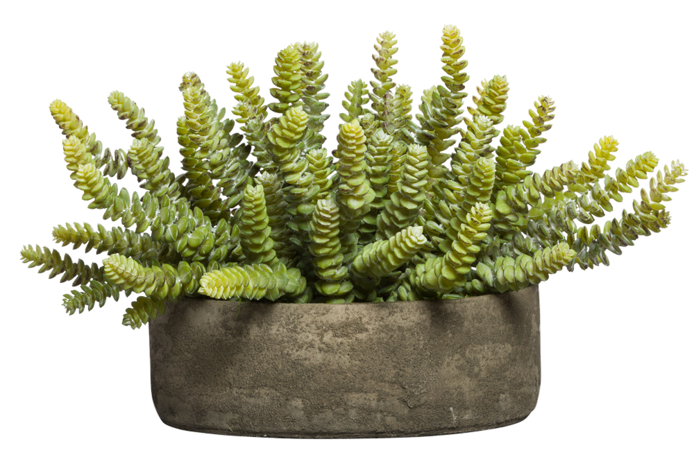 Donkey Tail Succulent In Round Bowl at allmine.com