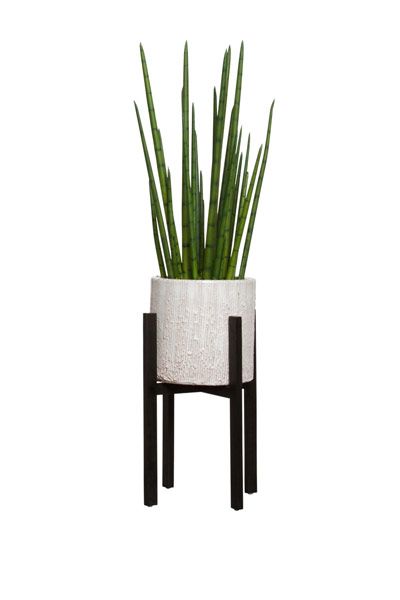 Snake Plant In Plant Stand at allmine.com
