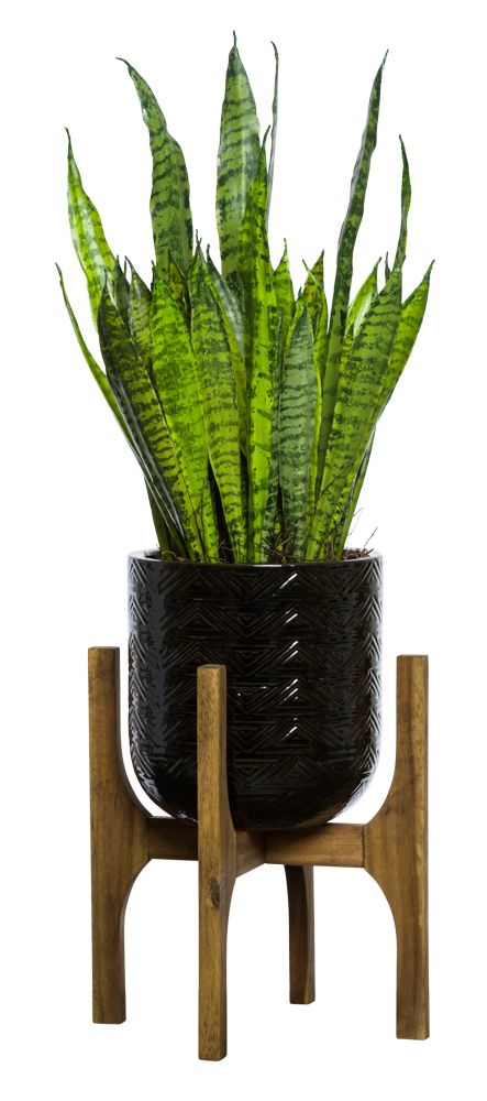 Snake Plant In Stand at allmine.com