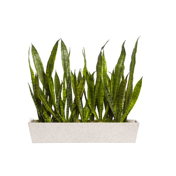 Snake Plant In Rectangle Pot at allmine.com