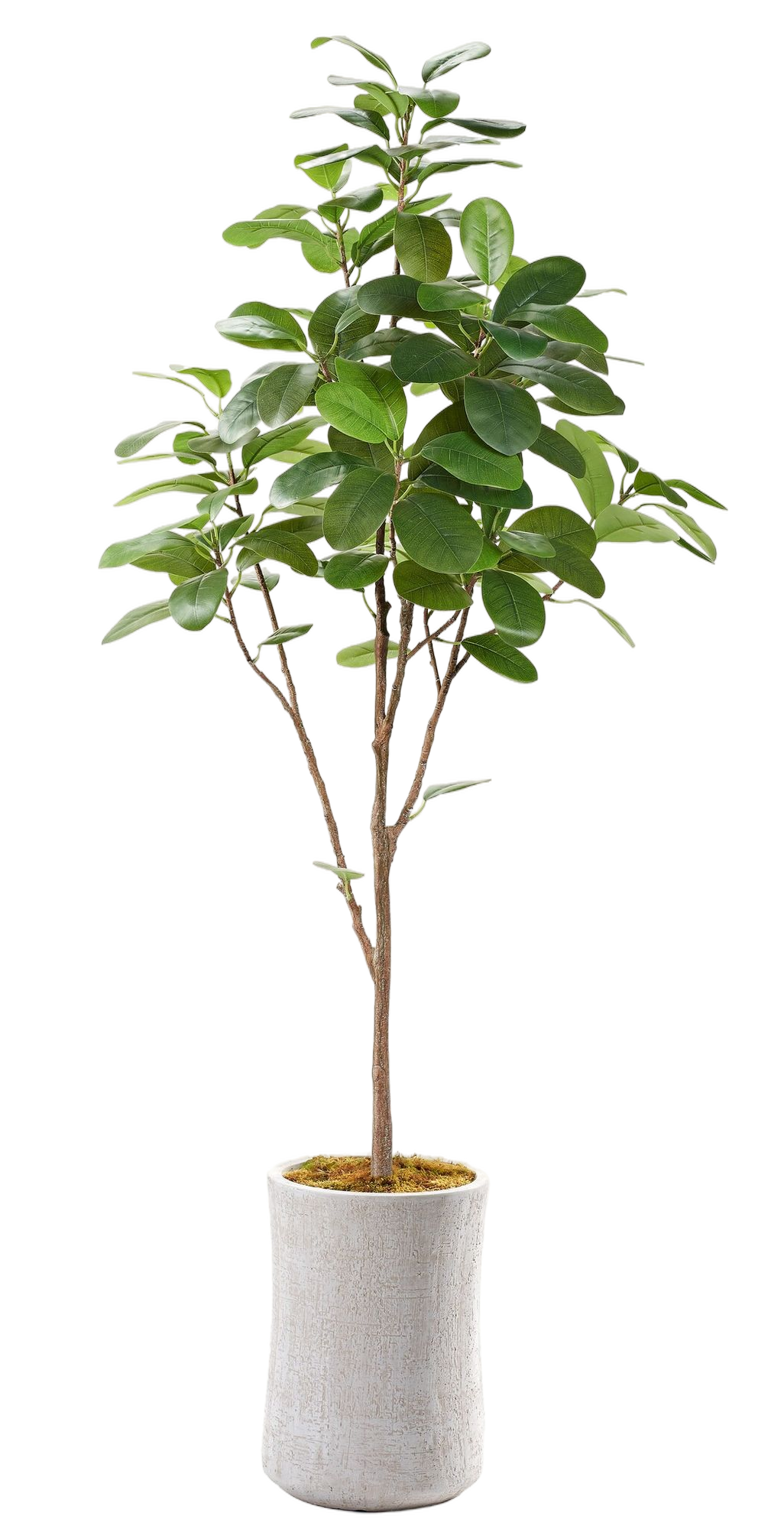 corn types of dracaena plants Buy indoor Corn Plant, also known as Dracaena compacta, at Kaynuna.co