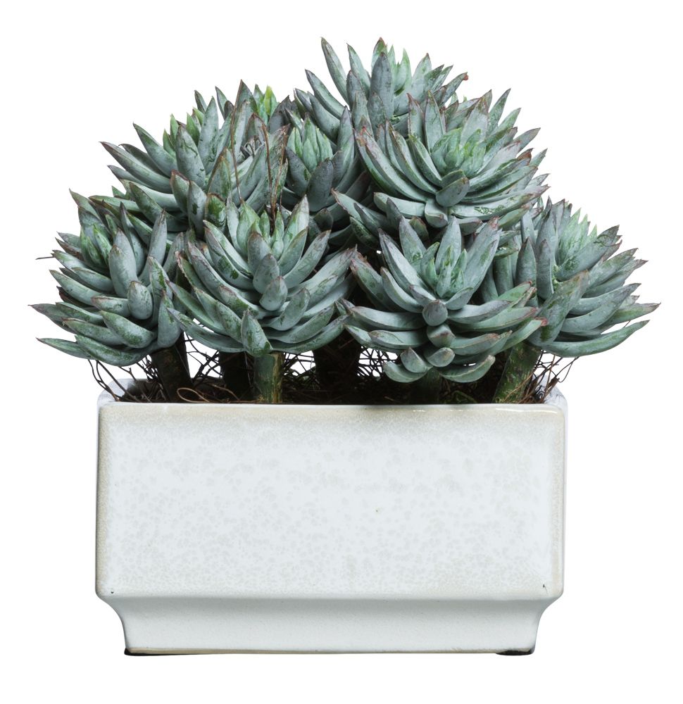 Mini Agave In Square at allmine.com